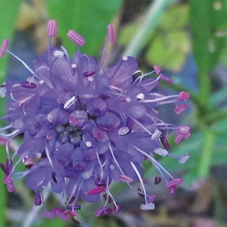 Idavolden * Stangvik